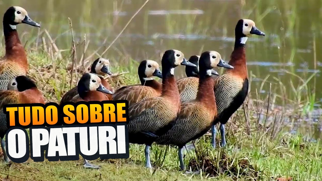 Tudo sobre o Marreco Irerê - Paturi