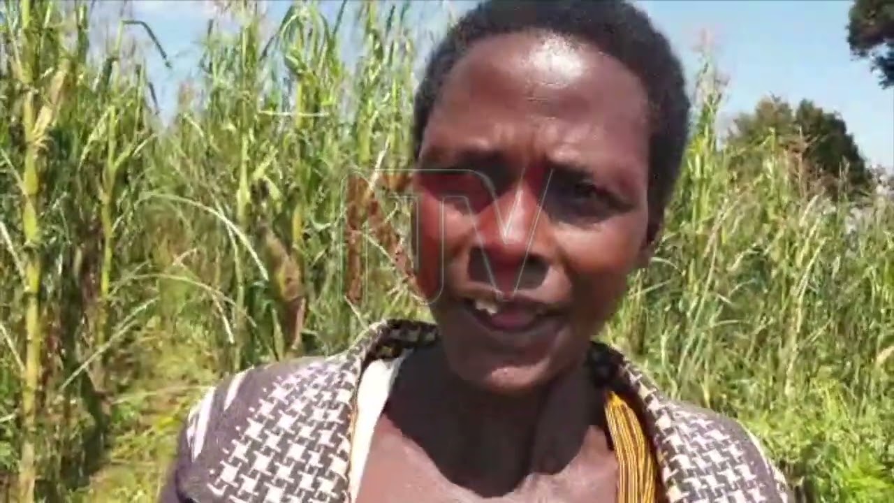 Storm devastates crops and livestock in Kapchorwa