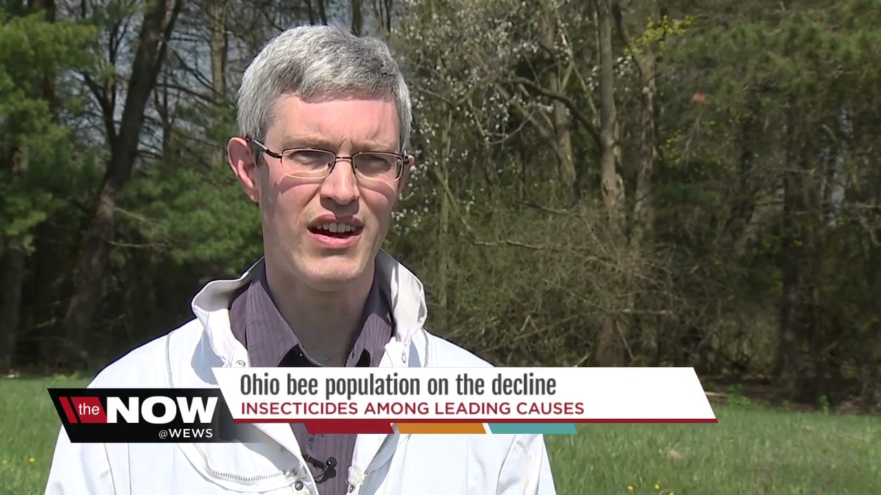 Are neonicotinoids contributing to the decline in bees?