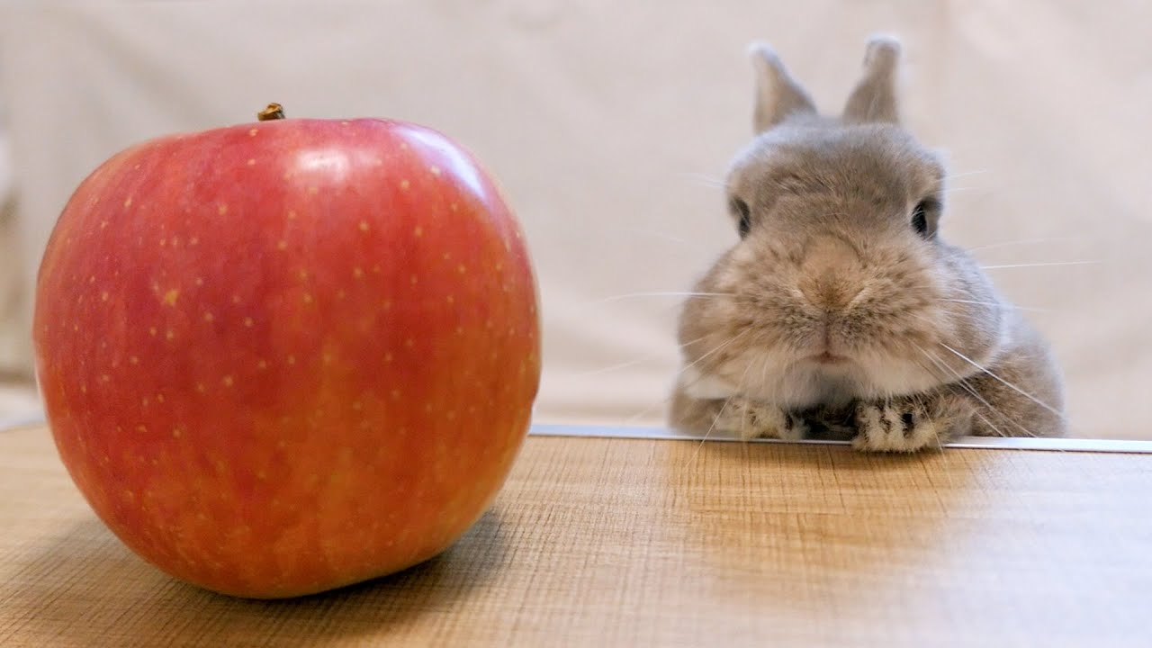 初めてリンゴに遭遇したうさぎ達の反応が可愛すぎたw