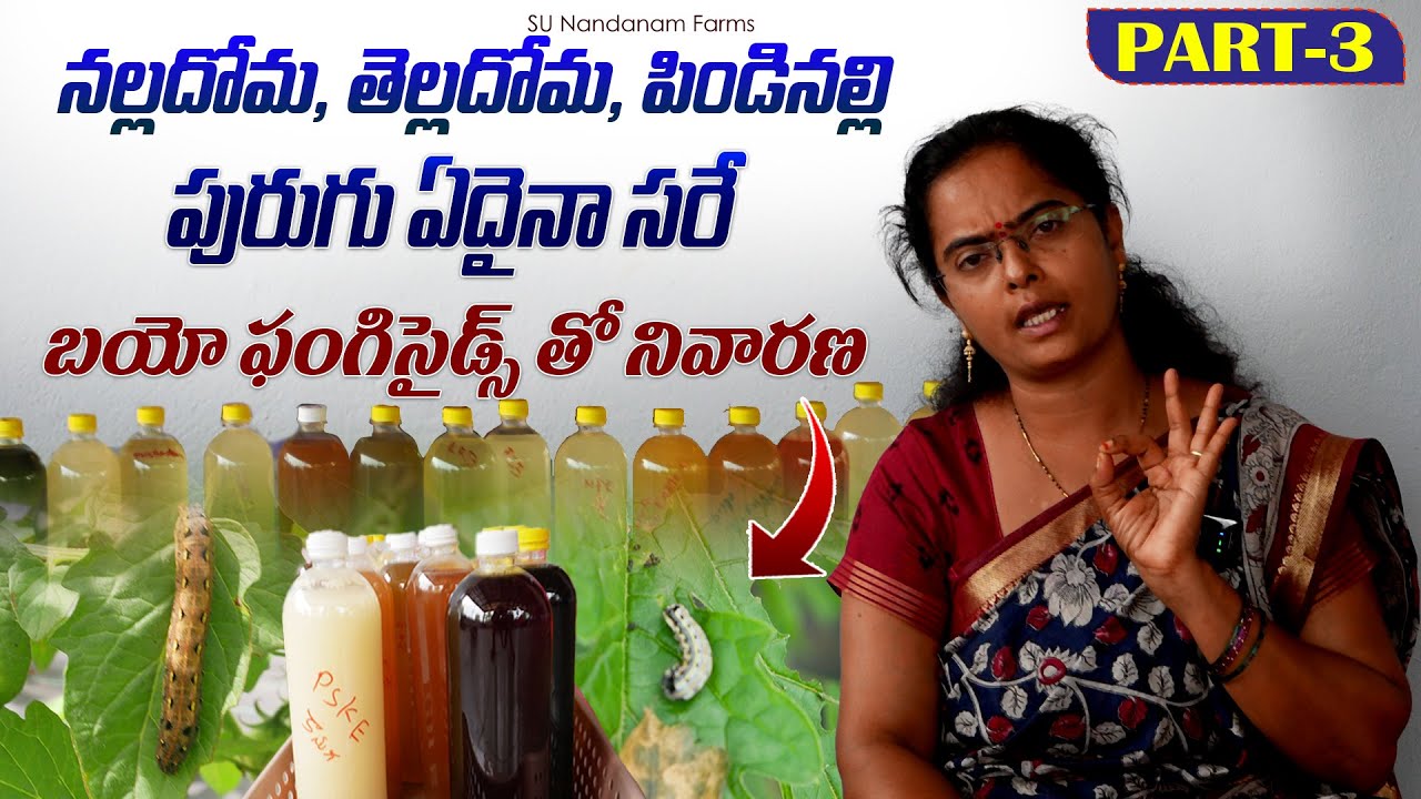 పురుగు ఏదైనా సరే బయో ఫంగిసైడ్స్ తో నివారణ | How to use Bio fertilizers Step by Step #biofertilizers
