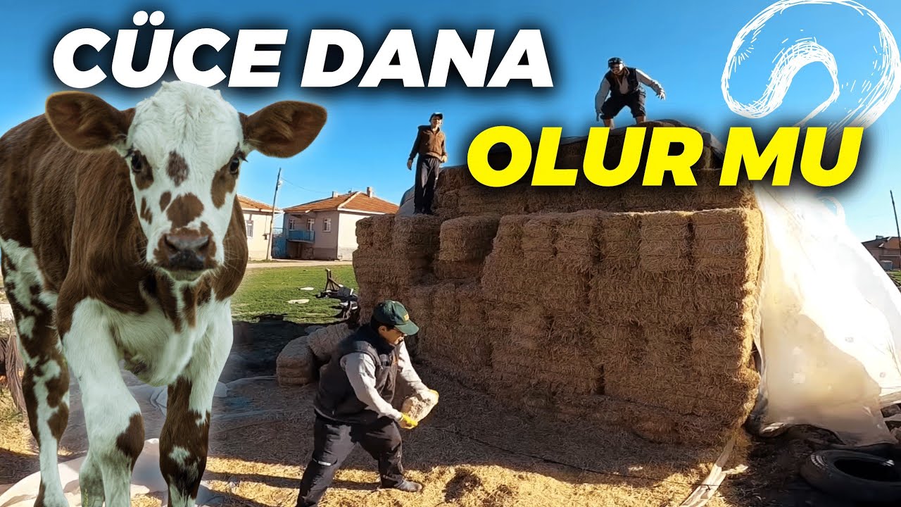 CÜCE DANA OLUR MU? BÜTÜN EKİP HAYVANLARA BAKIYORUZ. GÜNLÜK İŞLER VLOG. [GoPro]