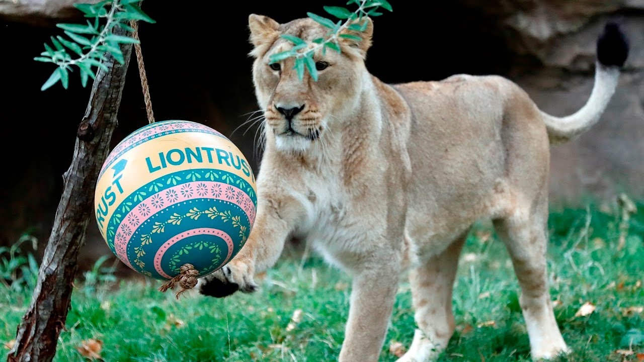Lions in London Zoo fed ‘icy-pops’ to keep cool in heatwave