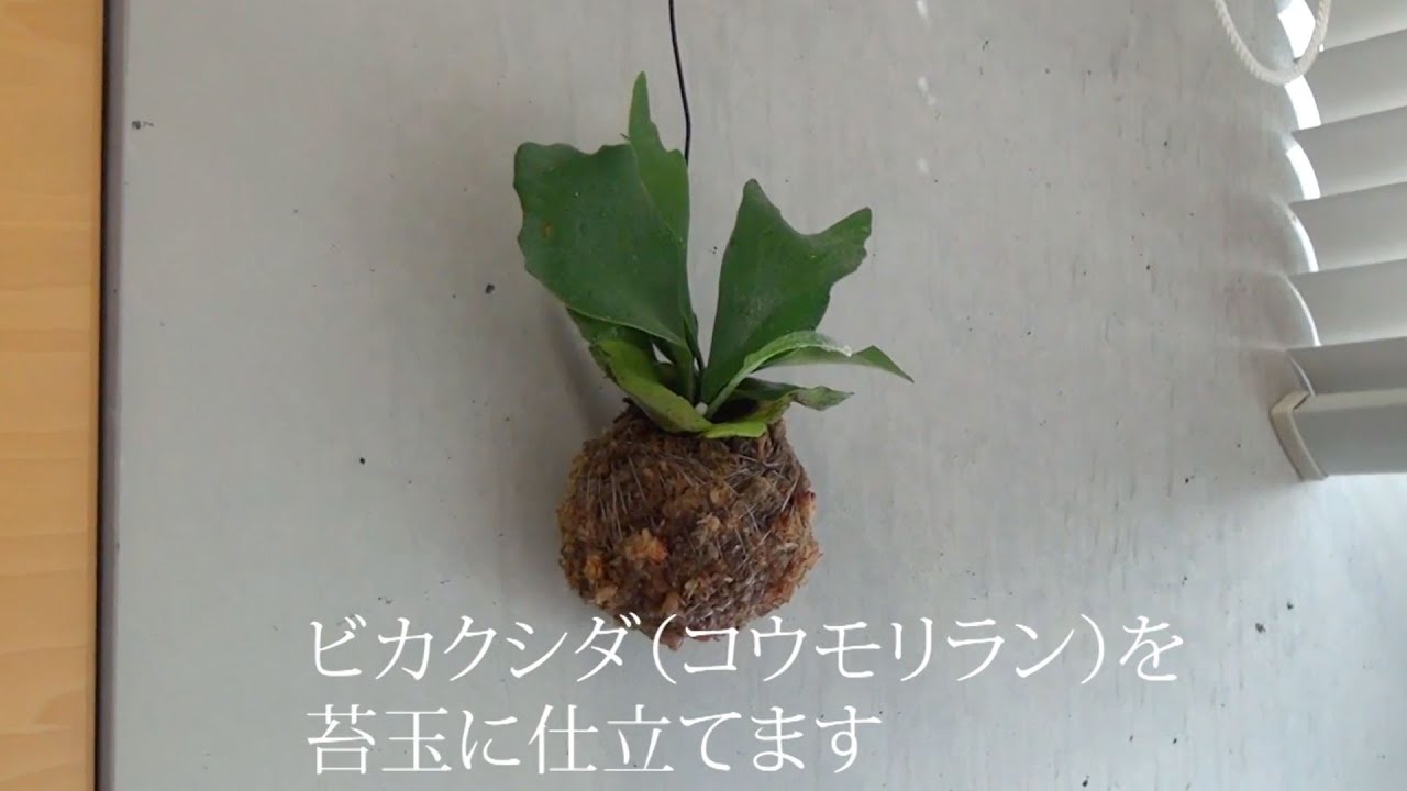 【岐女短チャンネル #014】インテリアに飾るビカクシダの苔玉仕立て