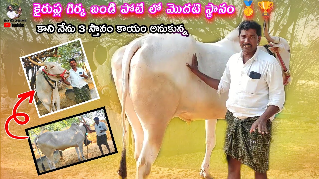 Halaharvi Eranna kilara Oxes videos 2013 // Kairupla girkabandi compilations 1 price winner 🏆🥇2023
