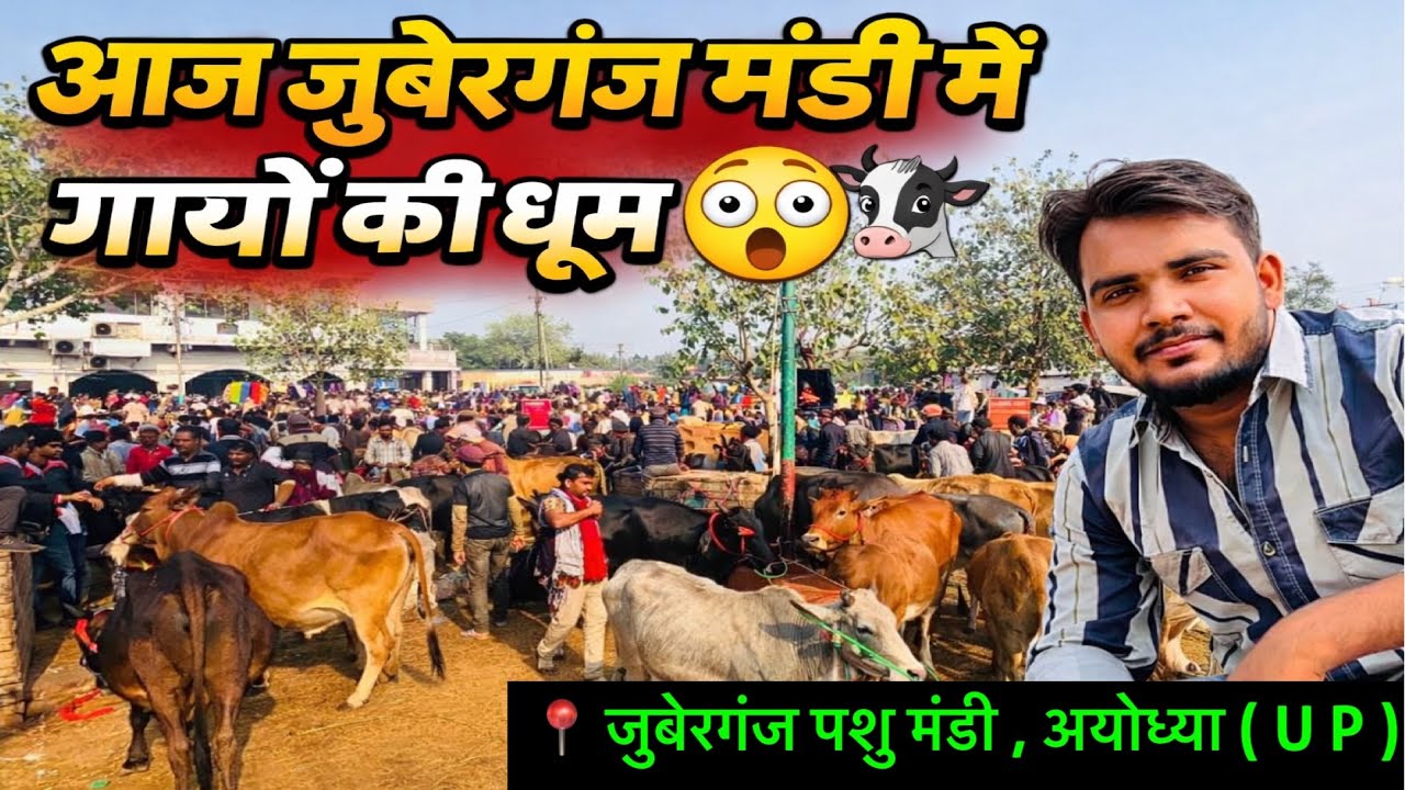 आज जुबेरगंज मंडी में गायों की धूम 😱🐄 | Live पशु मंडी अयोध्या (U.P.) 👉 