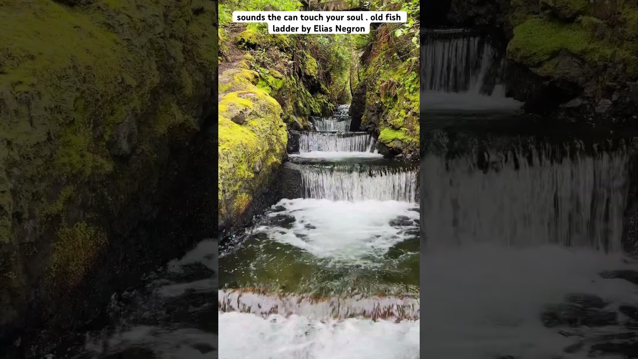 This old fish ladder water sounds can touch your soul Puerto Rican in Oregon YouTube channel