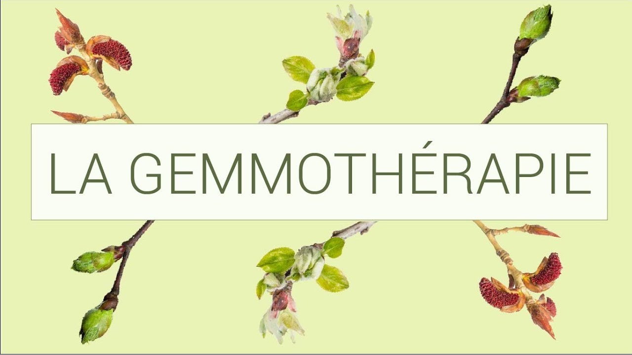 Qu'est-ce que la gemmothérapie ? | Compagnie des Sens | Théophane de la Charie