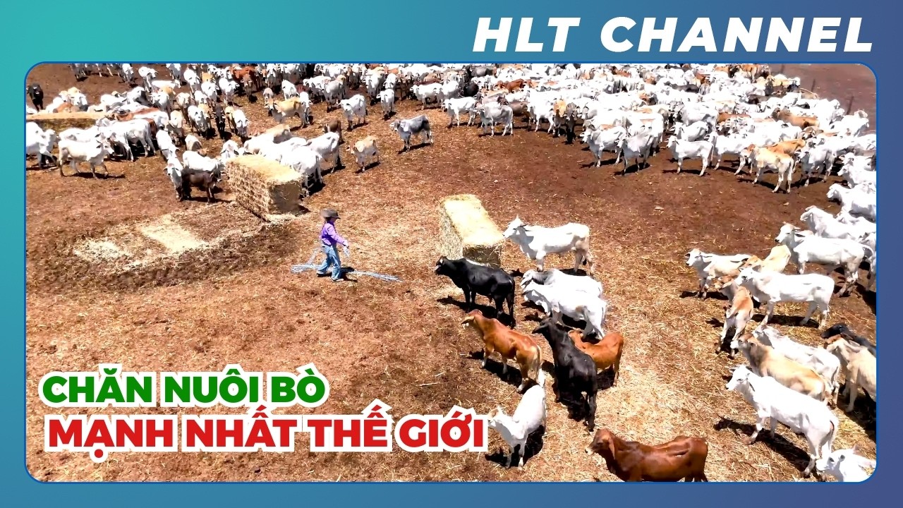 Vì Sao Ngành Chăn Nuôi Bò Ở Úc Luôn Dẫn Đầu Thế Giới?