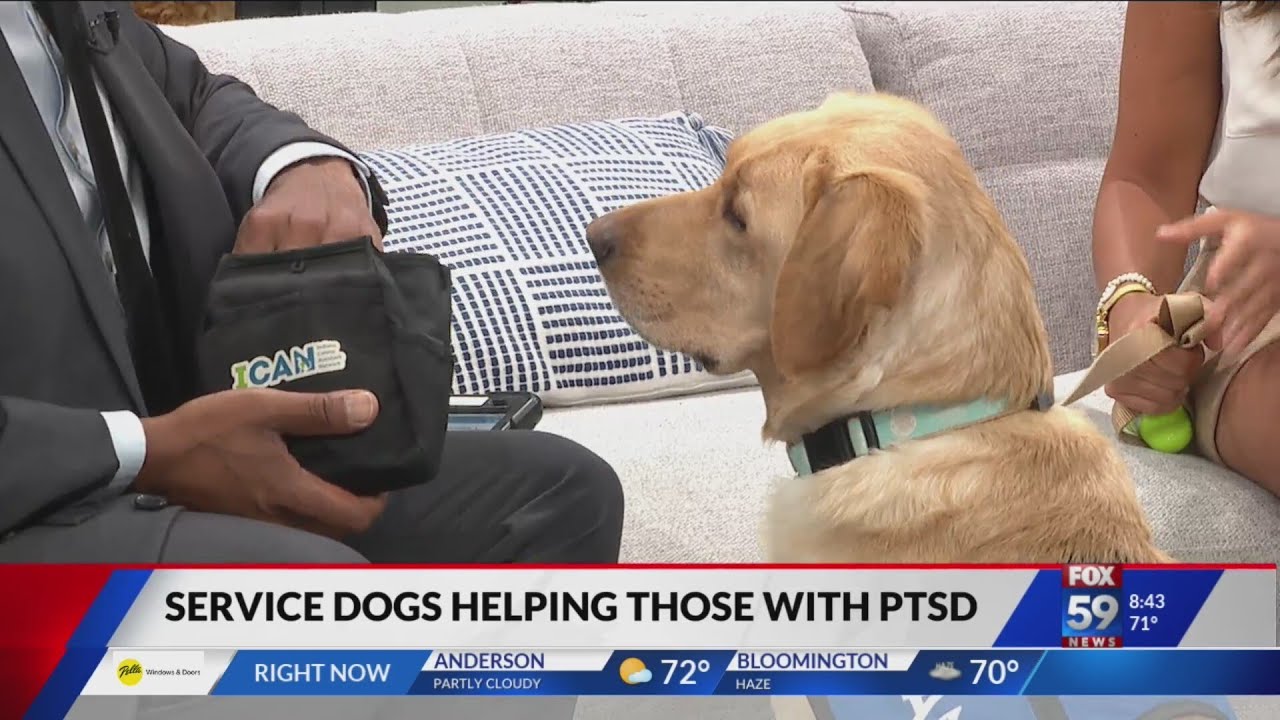 Service dogs helping those with PTSD