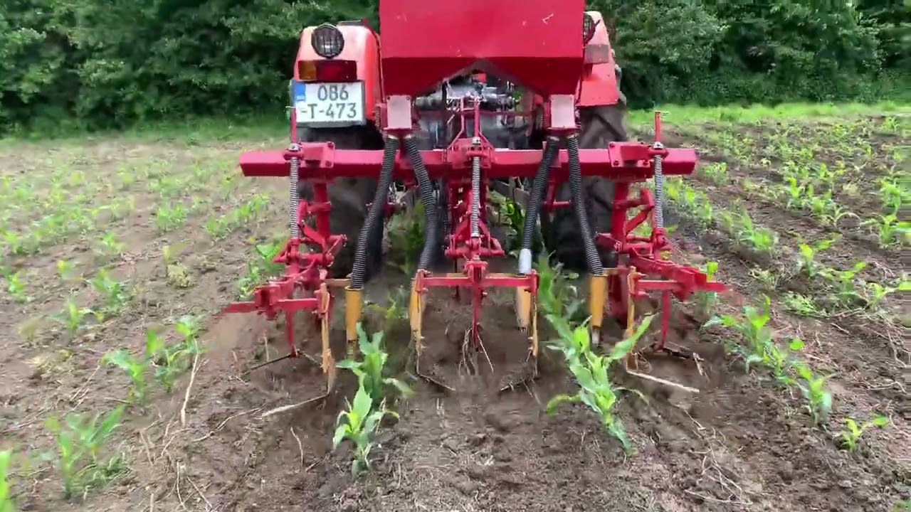 Kultiviranje (špartanje) kukuruza…. Prvi video XD(: