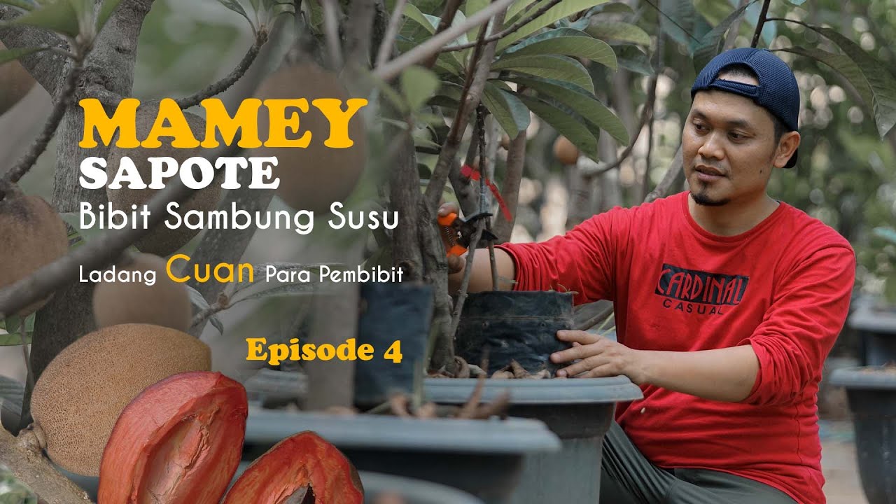 Teknik Sambung Susu Mame Sapote, Ladang Cuan Para Pembibit | Dijamin Berhasil ❗❗