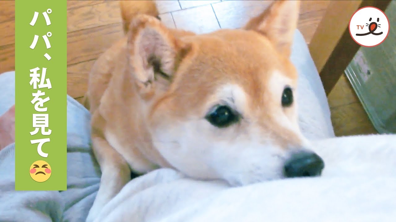 テレビに夢中な飼い主さんに、超可愛いアピールする柴犬❤️ / Cute Shiba Inu Sisters Want Attention