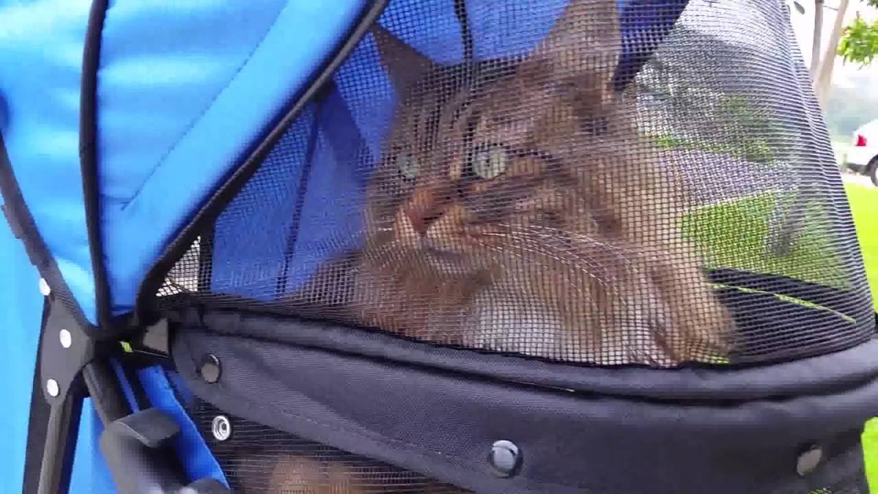 Cat loves to ride in stroller!