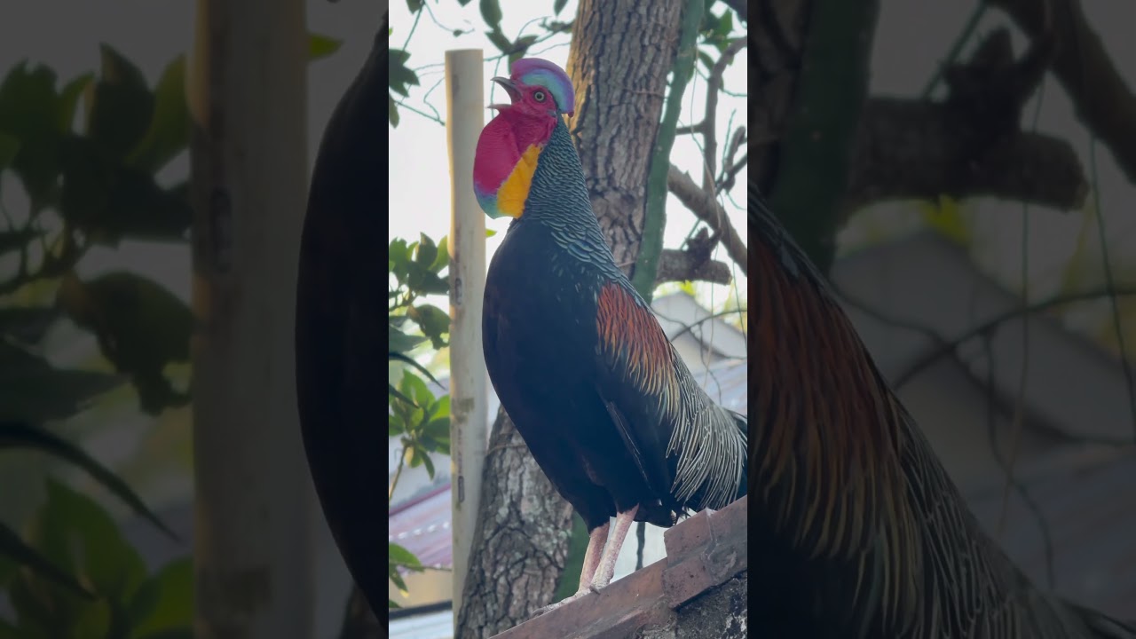 Ayam hutan hijau dialam bebas