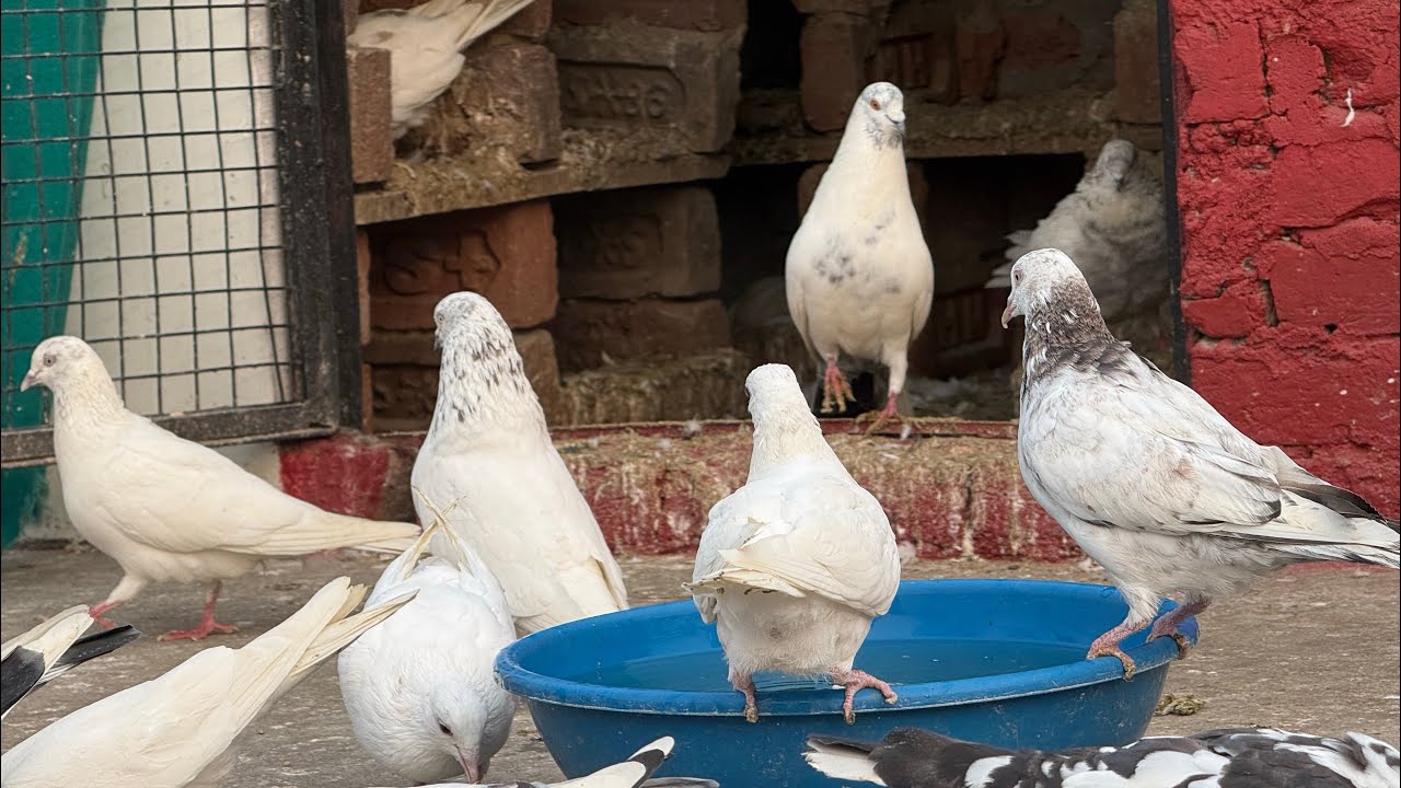Zaman pigeon Care  is live🕊️