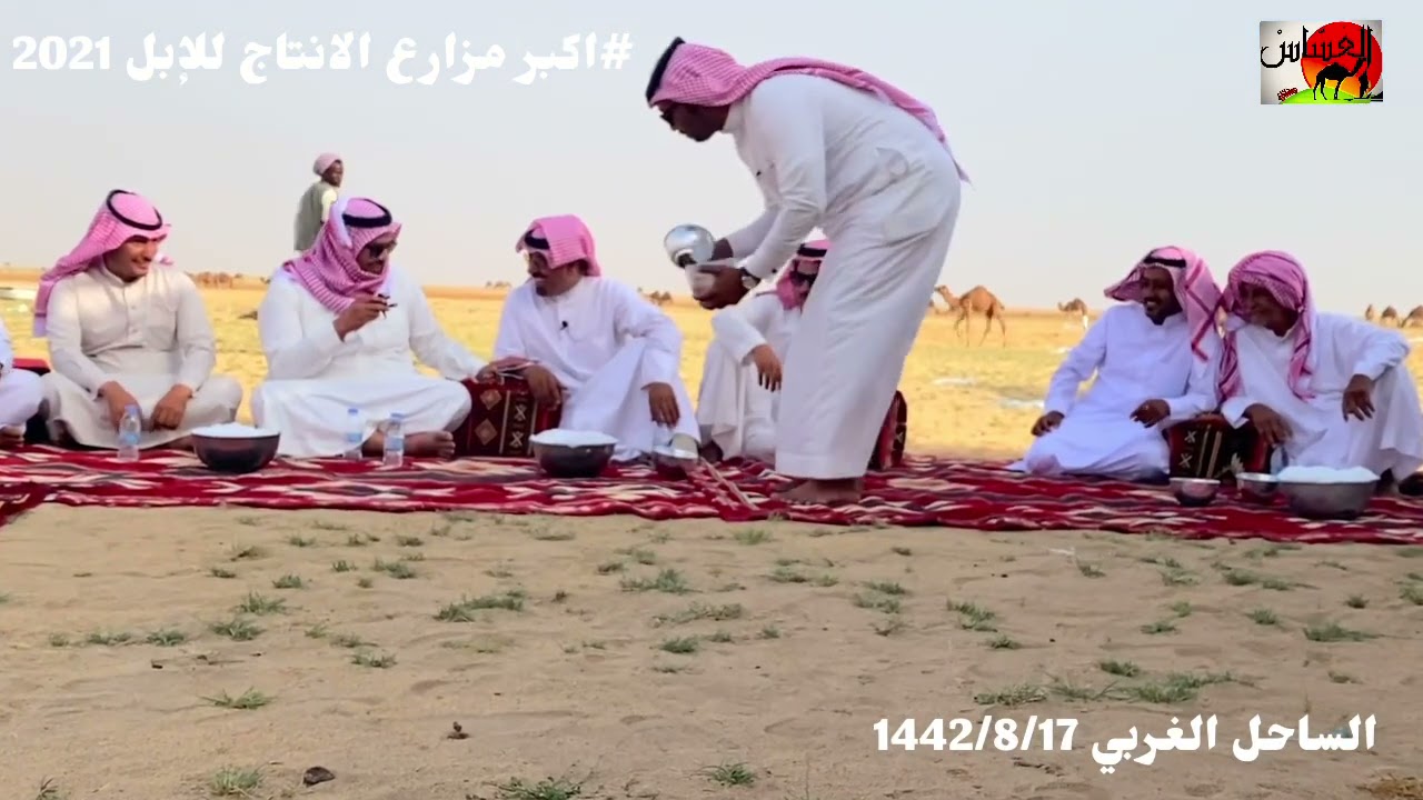 الحلقة الخامسه مع رجل الاعمال ومالك الإبل / محمد بخيت بركي الثعلبي في اكبر مزارع الانتاج للإبل 1442/