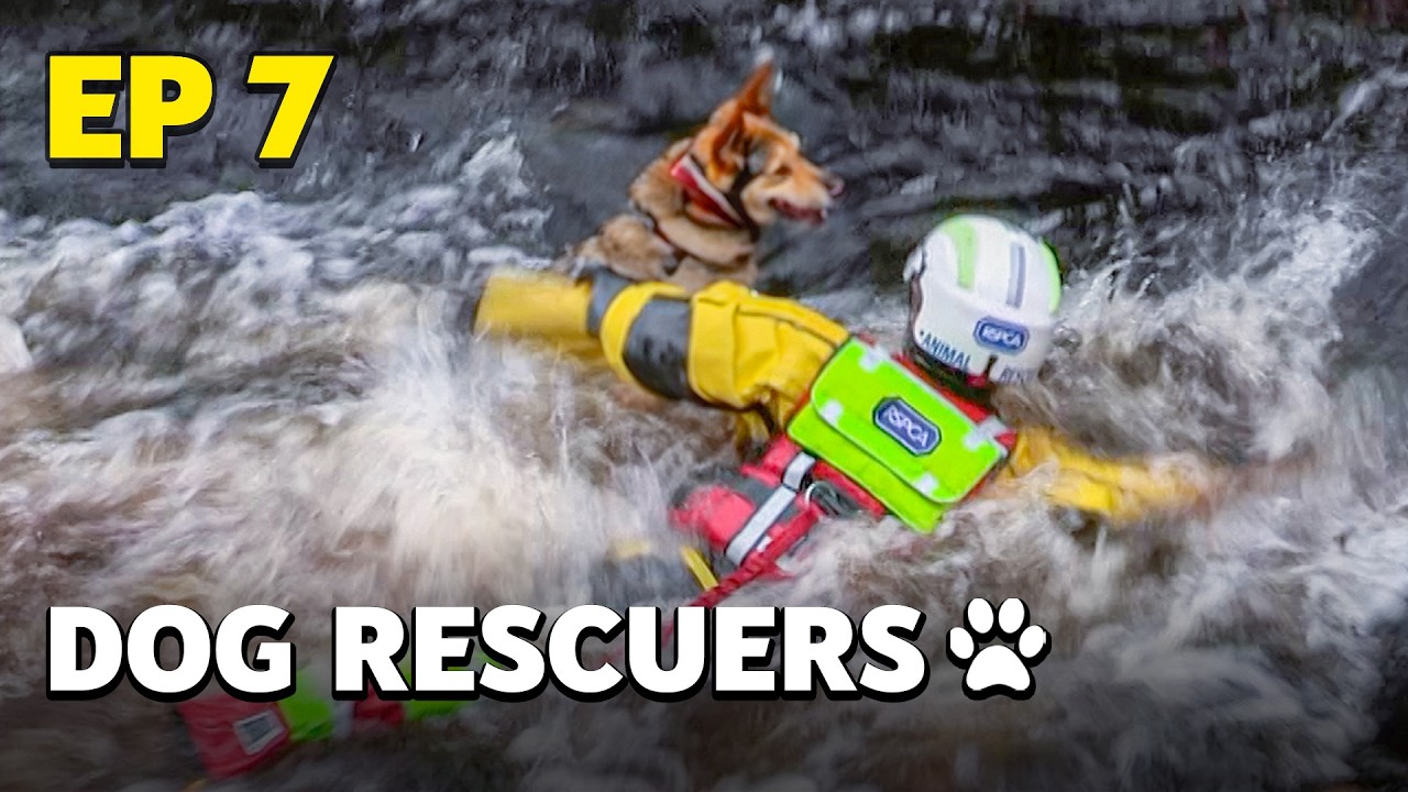Dog Rescuers: Dogs Rescued From Extreme Conditions - Animal Documentary