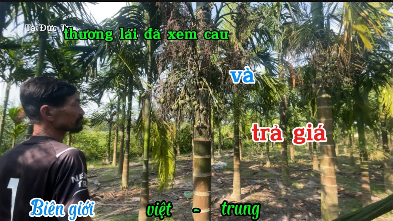 thương lái đã xem vườn cau và thích mua vo