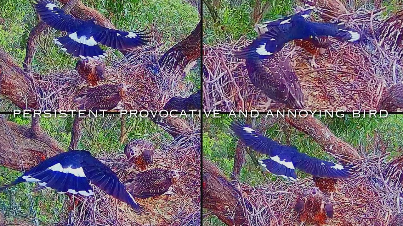 #383🦅Sea Eagle Nest／Sea-EagleCAM4 Live Stream