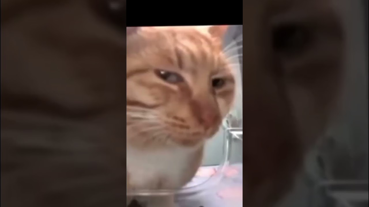 Sus Cat Meme #memes #cat