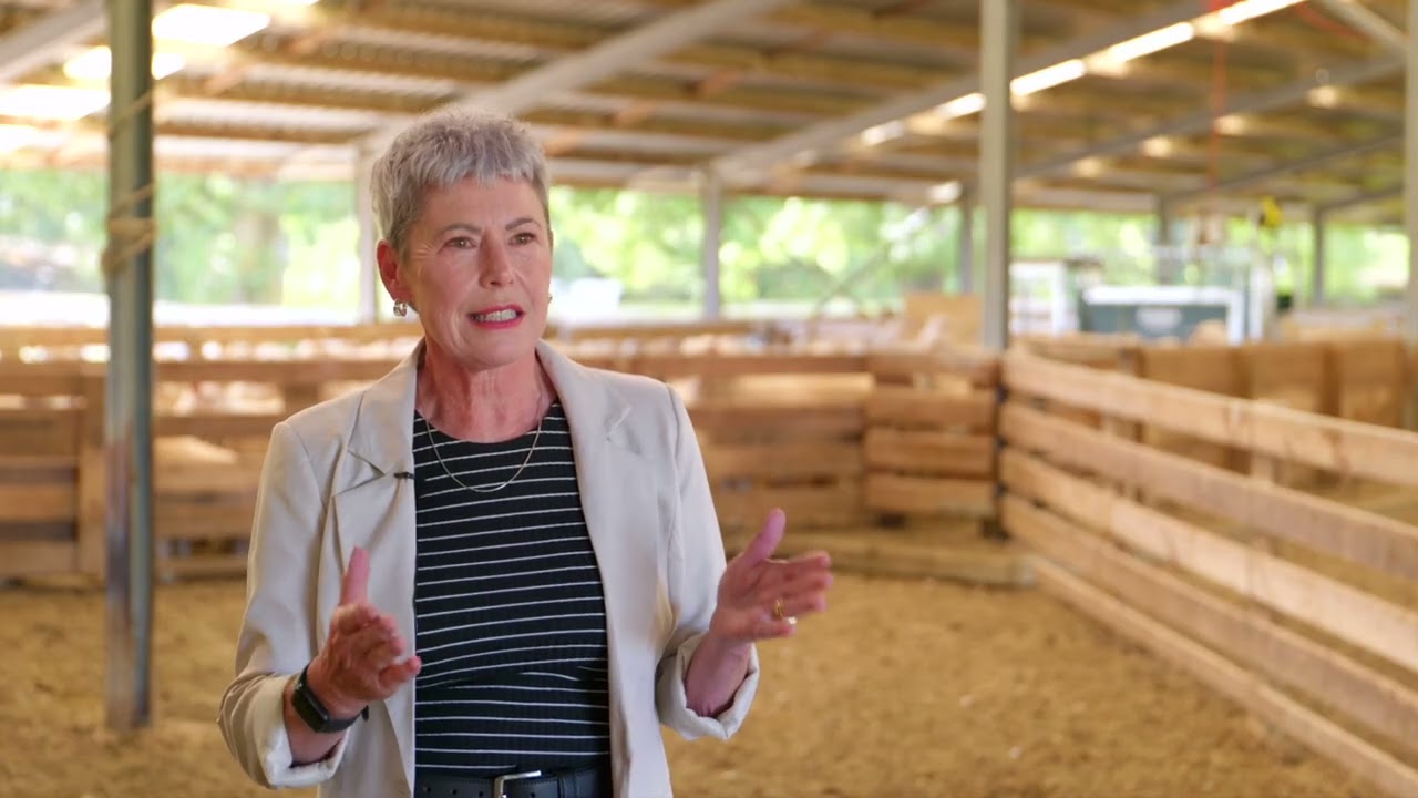 Masterton Trust Lands Trust Film Stories - Golden Shears and Flock of Champions