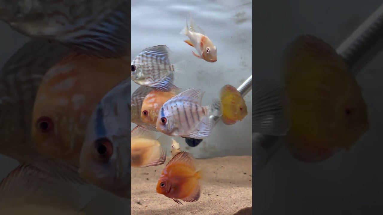 #discus