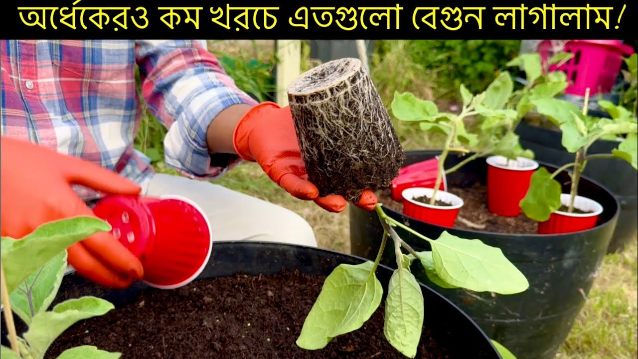 রিসাইক্লড পুরনো মাটি  ব্যবহার করে সহজেই অরধেক খরচে প্রচুর বেগুন চারা রোপণ করা যায়🔥