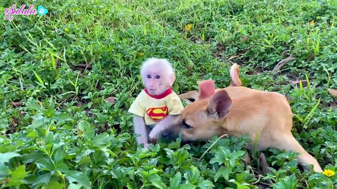 Baby monkey LaLa plays happily with Oni dog