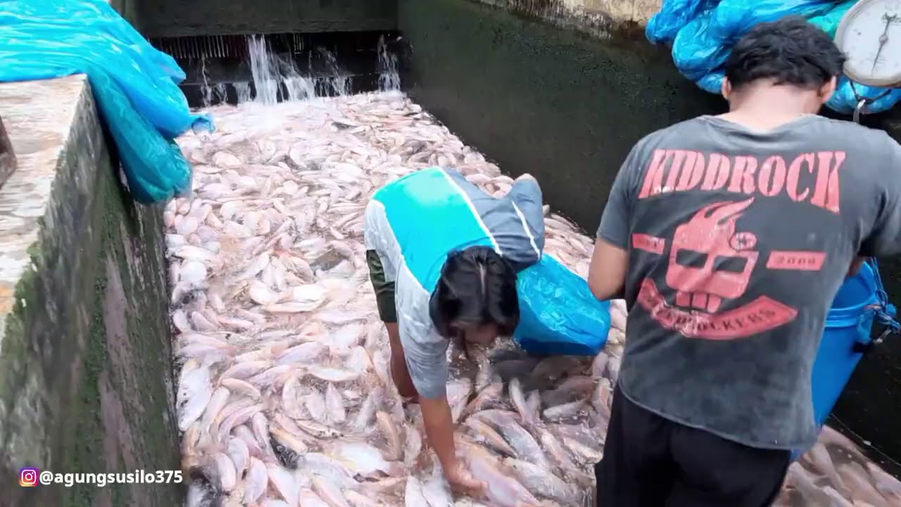 PANEN IKAN NILA MERAH SUPER PADAT DIKOLAM AIR DERAS