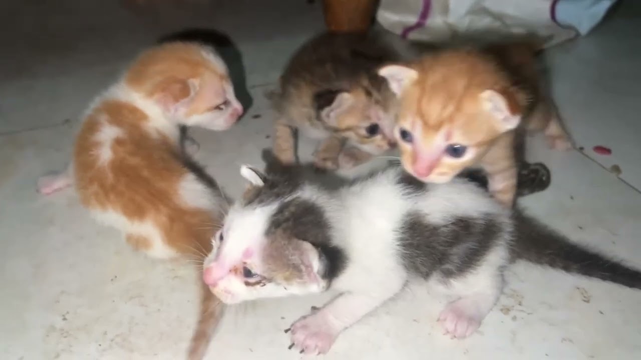 #wow so cute #lovely #adorable #cute #poor ##❤️❤️❤️❤️🥰🥰😘😘