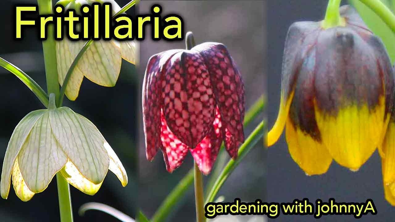Fritillaria species  - A Look at 6 species