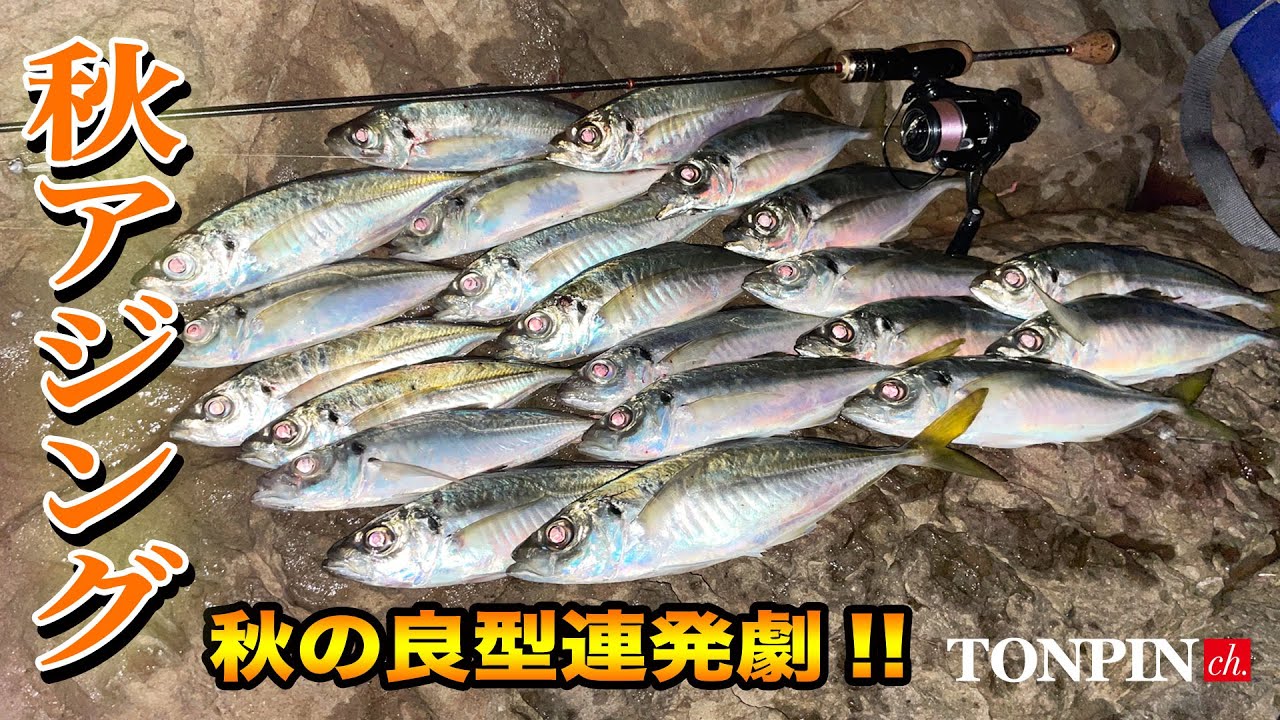 【9月アジング！大分県南秋の良型連発劇!!】SOTvol,315