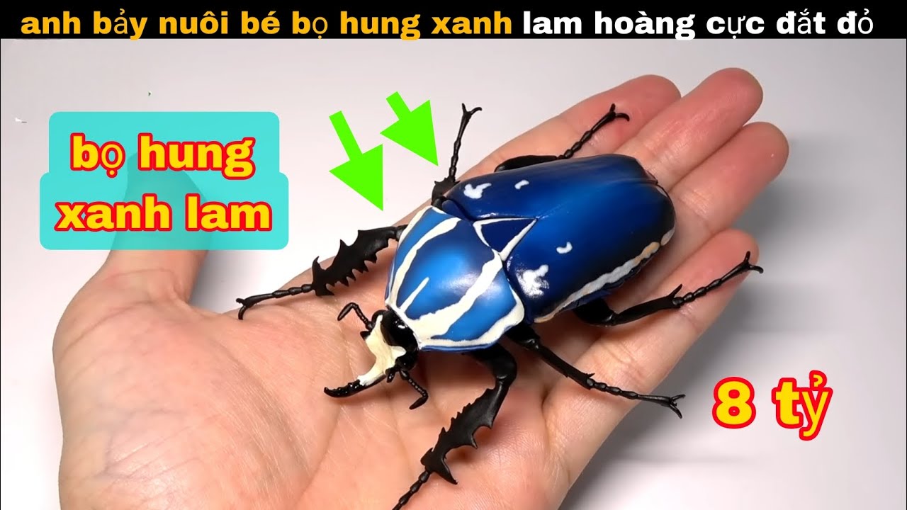 Anh Bảy Nuôi Con Bọ Hung Xanh Lam Trị Giá 8 Tỷ || review giải trí
