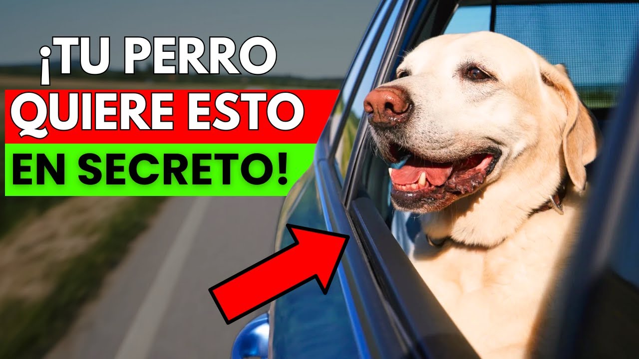 7 pequeños cambios que harán a tu perro mucho más feliz (al instante)
