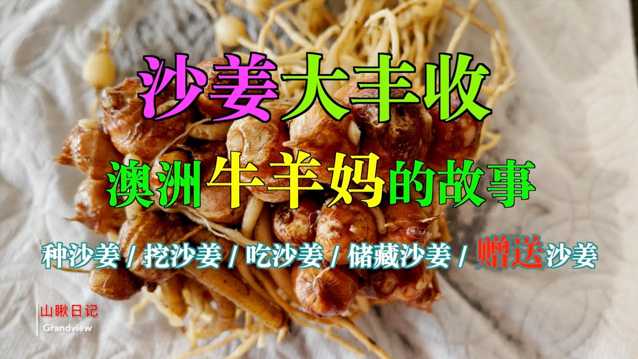 山瞅日记 41  沙姜大丰收--澳洲牛羊妈的故事 (种沙姜/挖沙姜/吃沙姜/储藏沙姜/赠送沙姜)