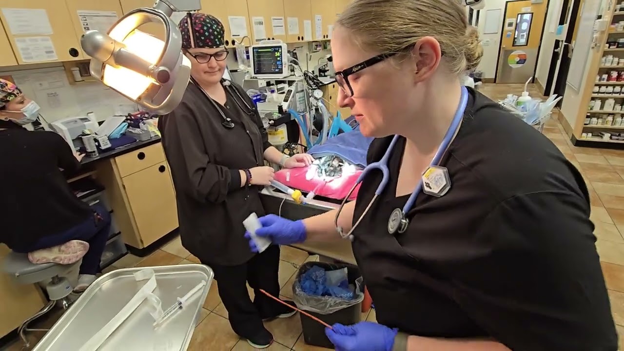 Penn Foster Externship 1 Skill 13 Orogastric Intubation