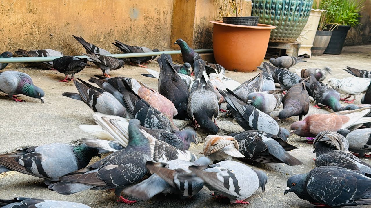 Fun and entertainment. At the feeding of many pigeons.