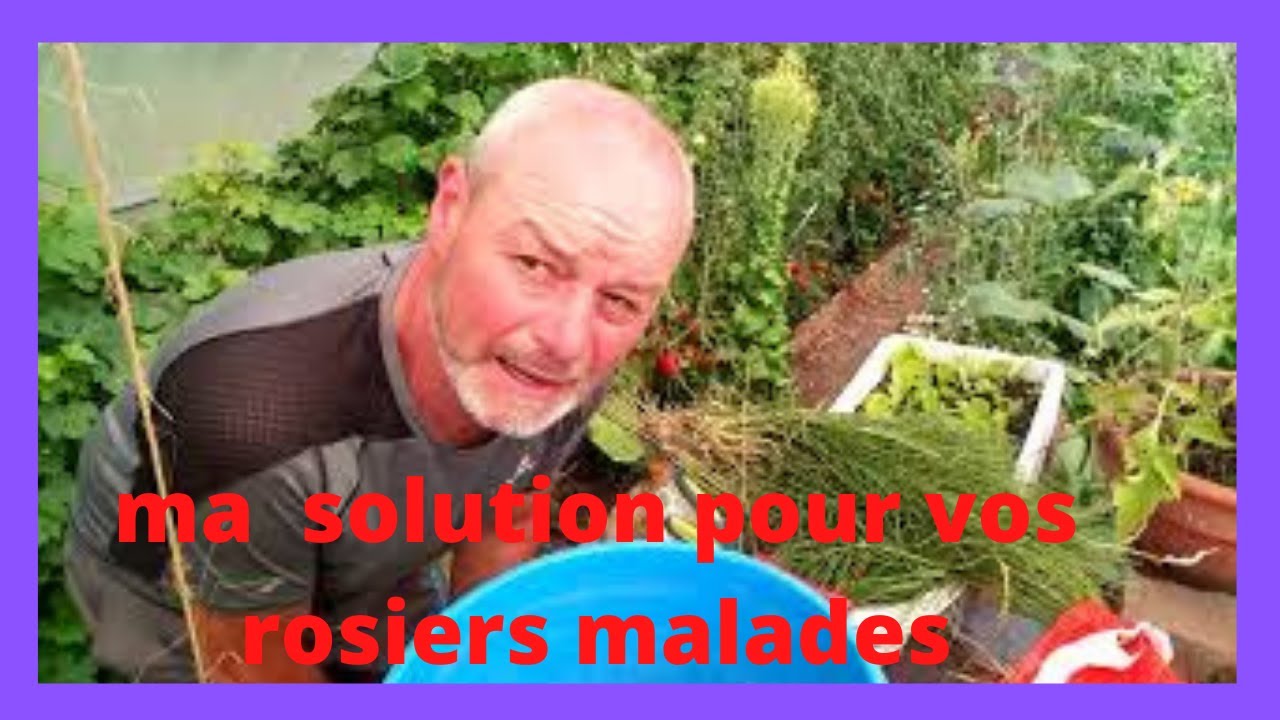 que faire quand on a des rosiers malade ?