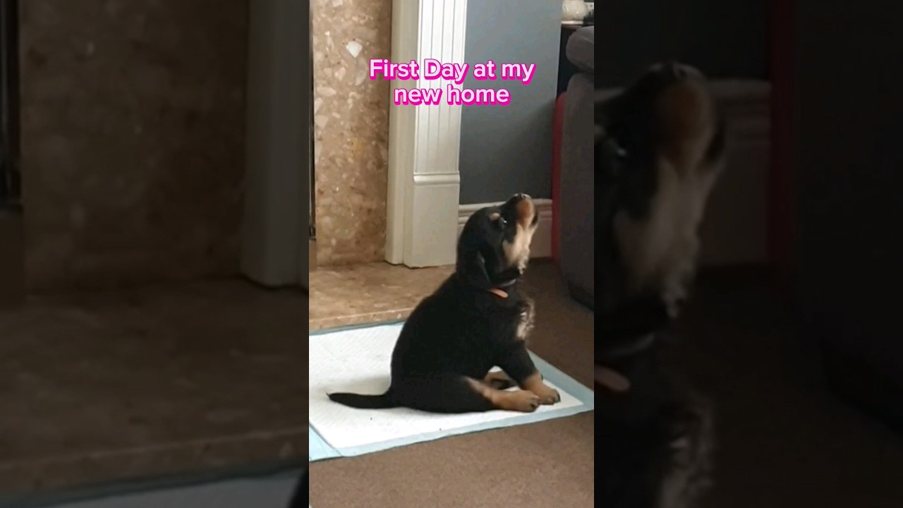 Rottweiler Puppy Crying. My first day at my new home. #rottweiler #puppy #viralshorts