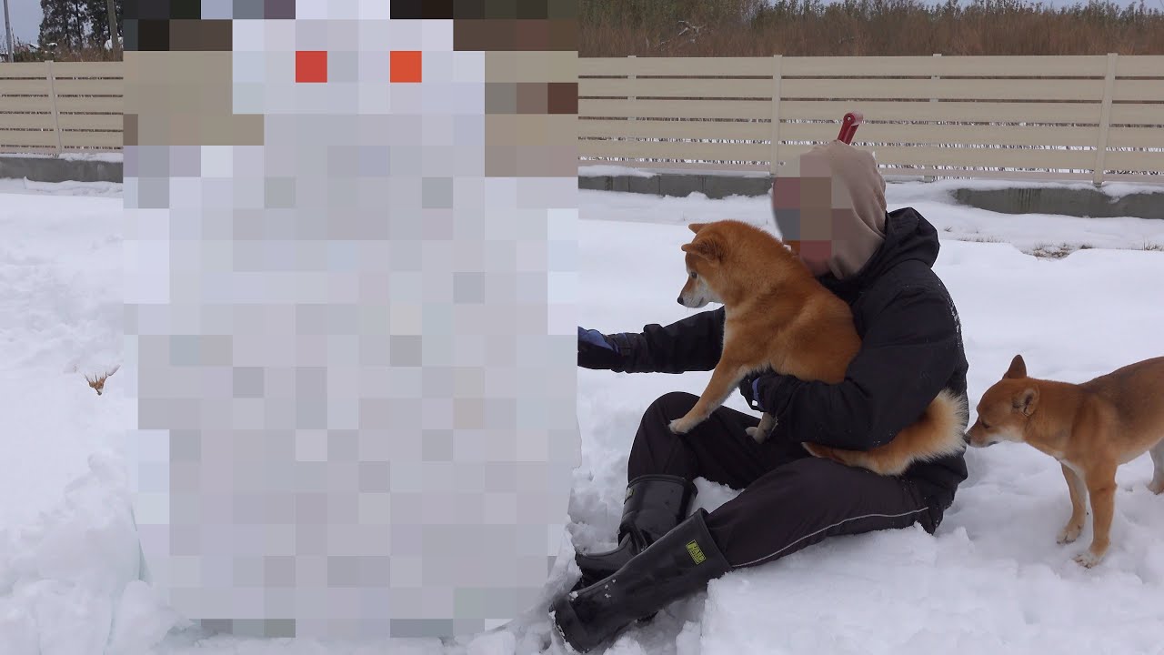 柴犬ハチに初めて雪だるまプレゼントしたら、こうなった。