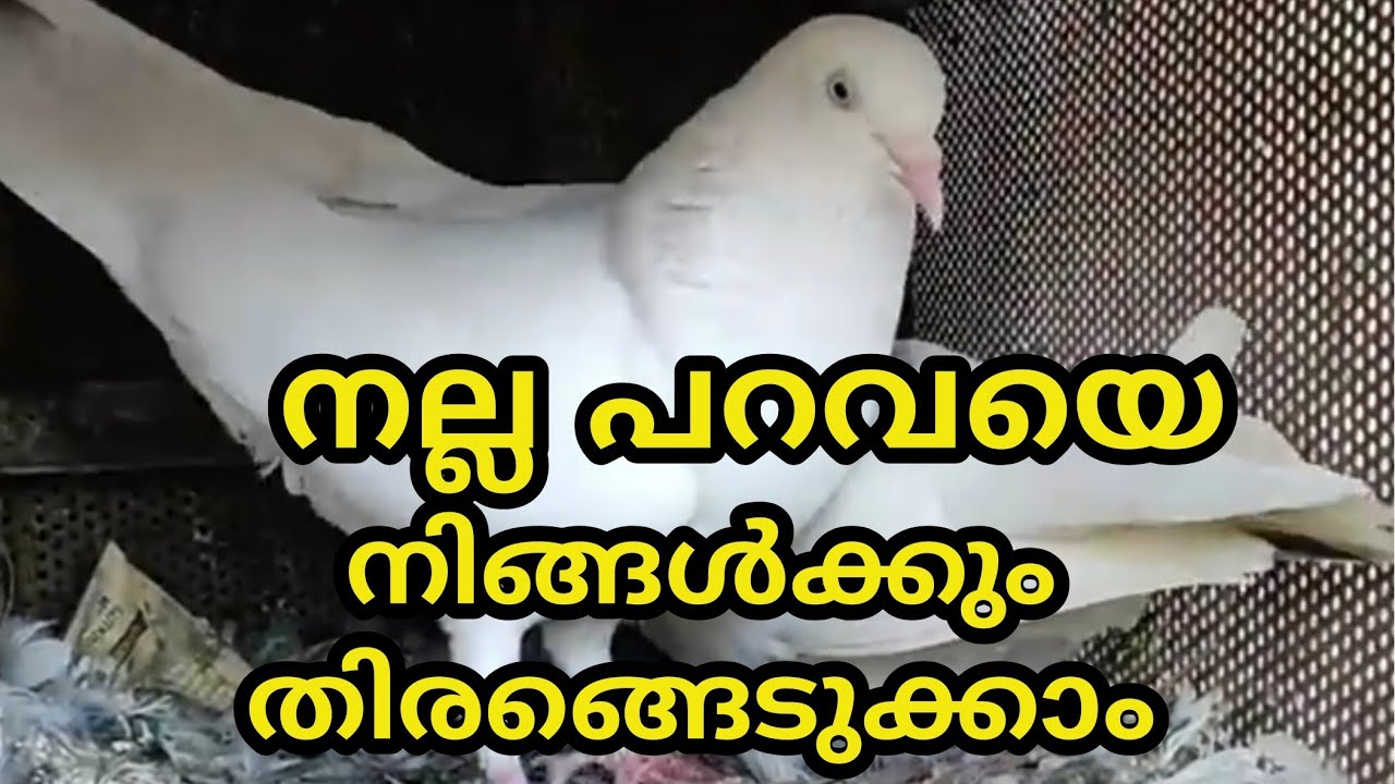 parava/paravatraining/how to find good pigeon/paravaloft/pigeonloft/parava