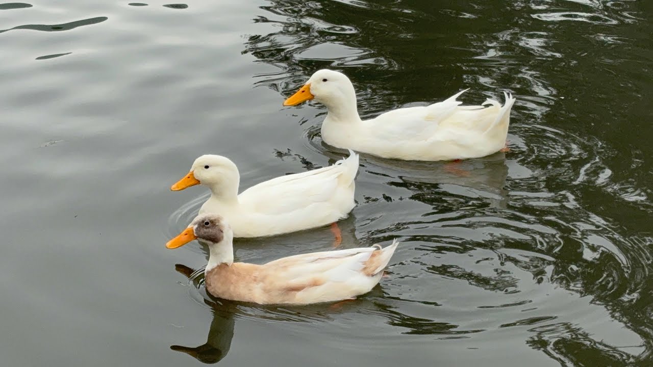 1/18/26 memorial Hart Park in Bakersfield, California