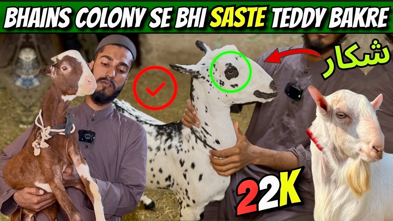 Bhains Colony Se Bhi Saste Teddy Bakre 😱 | Aisi Qeemat Pehle Kabhi Nahi Dekhi 