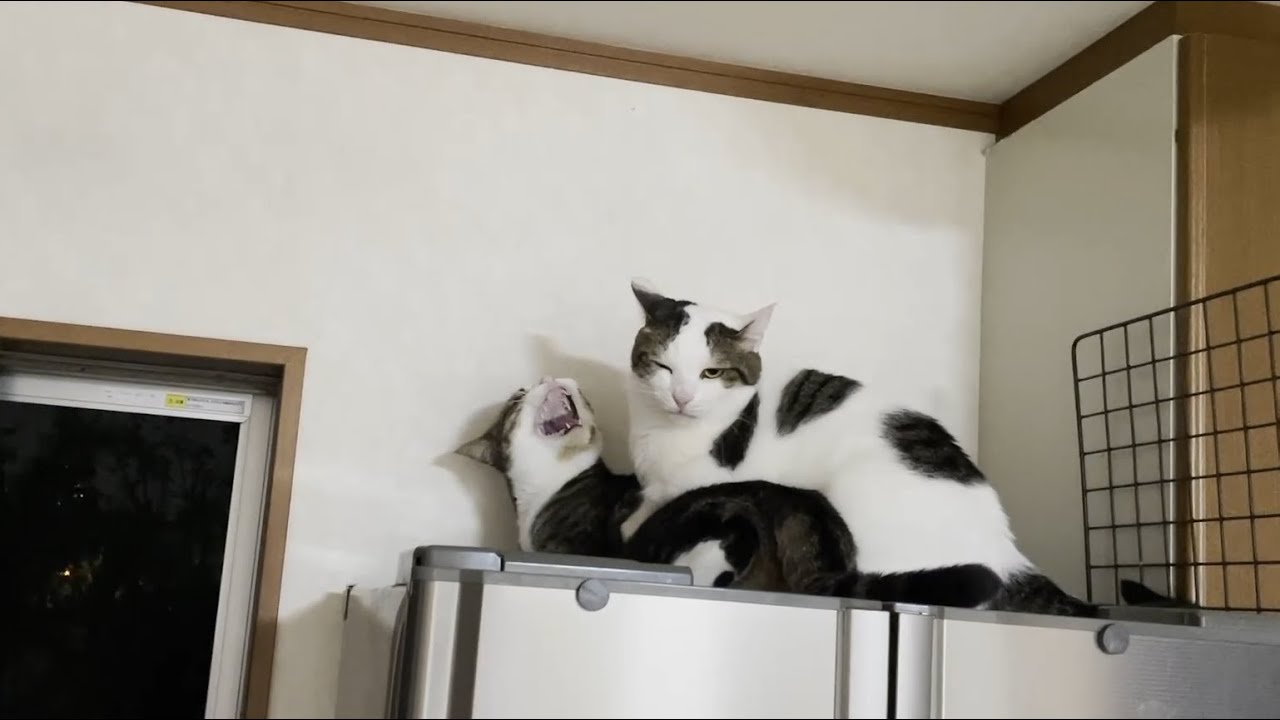 怒られた後の顔がなんとも情けない猫
