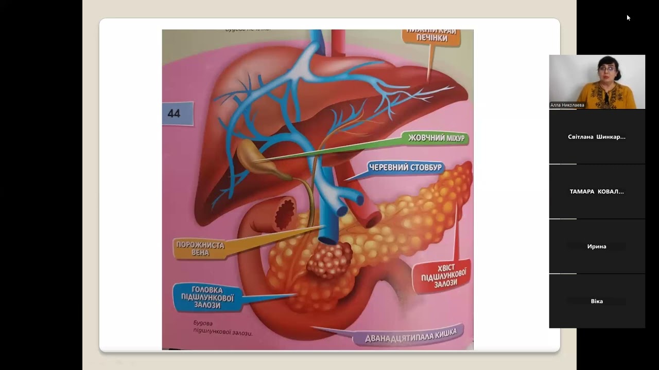 Що любить і чого не любить наша підшлункова