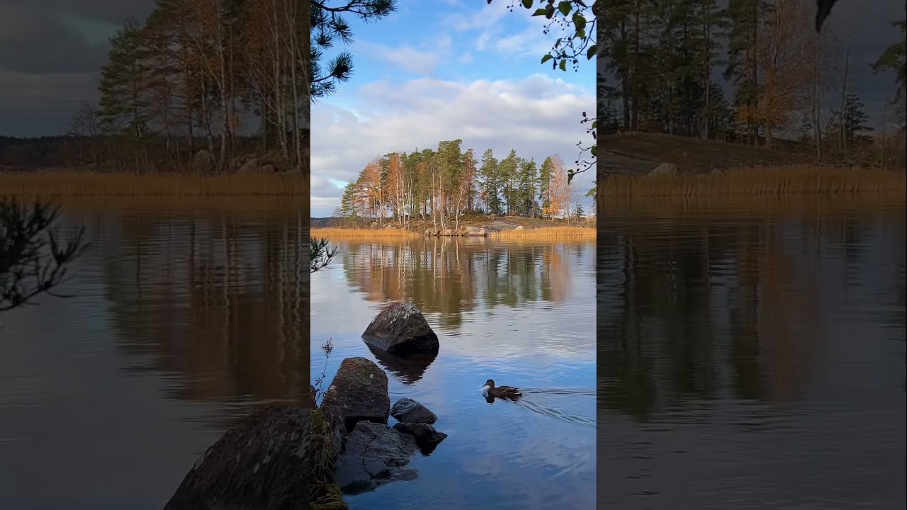 Красивейший парк Монрепо в Выборге ранней осенью🧡 