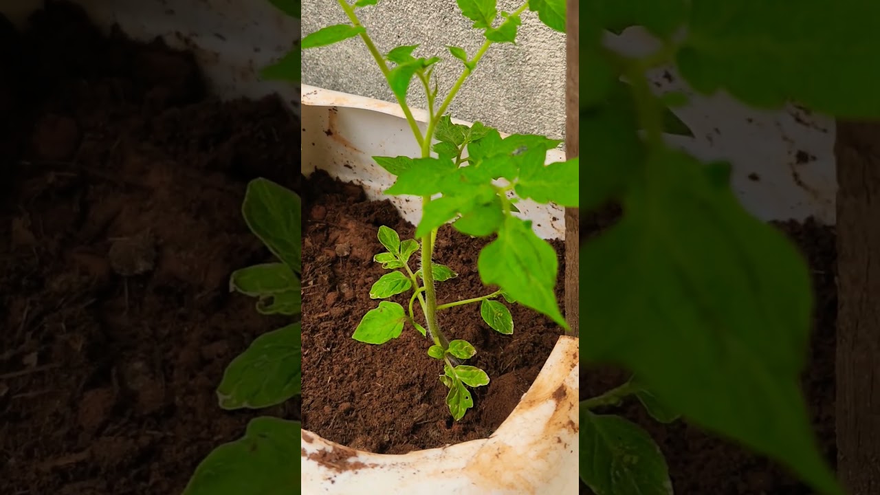 plantando tomates 🍅 em vasos #shorts #tomatesemvaso #tomatoes #tomates
