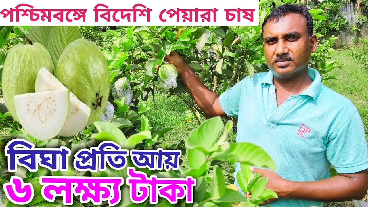 পশ্চিমবঙ্গে গোল্ডেন ৮ পেয়ারা চাষ করে  বিঘা প্রতি ৬ লাখ টাকা আয় কিভাবে সম্ভব? @agriculturediary 