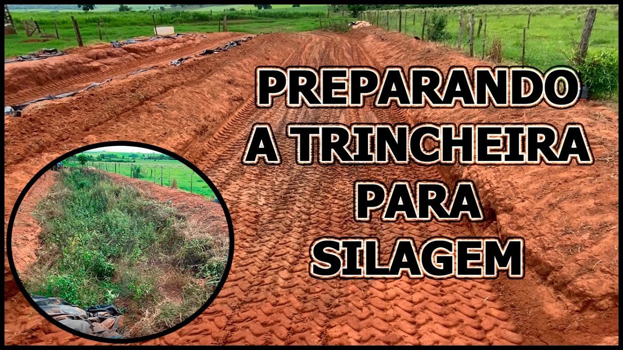 Como preparamos a trincheira para armazenar a silagem 🌱🐂👍🏻🤝